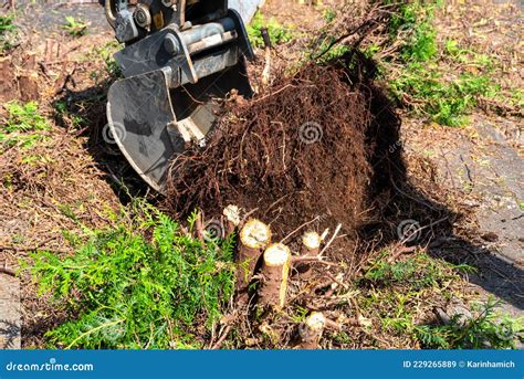 mini excavator digging out stumps|how to remove tree stumps.